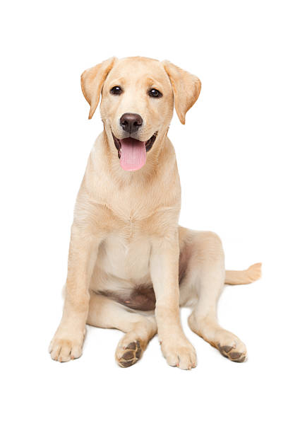 istock labrador retriever puppy 160551122