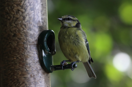 A baby Blue Tit bird looking for food on a birdfeeder at a Nature Reserve