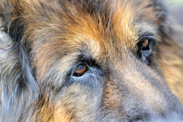 dog portrait