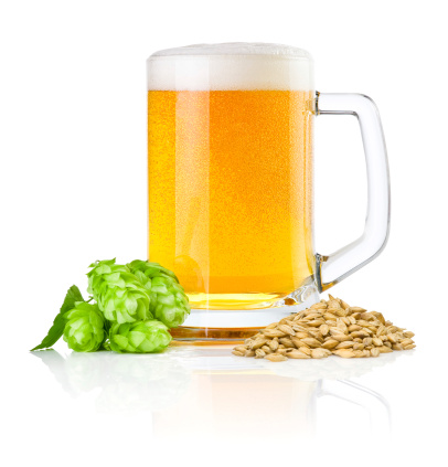 Mug fresh beer with Green hops and wheat isolated on a white background