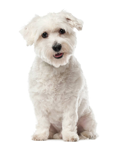 Coton de Tulear, 22 months old, sitting and looking Coton de Tulear, 22 months old, sitting and looking at camera against white background coton de tulear stock pictures, royalty-free photos & images