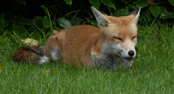 Red fox in winter in Sweden.