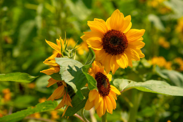 istock Sunflowers in bloom on summers day 1605525515