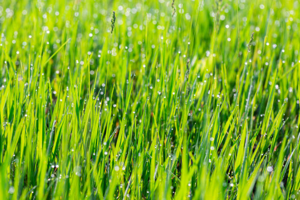 istock Grass in dew and morning sun glare 1605526691