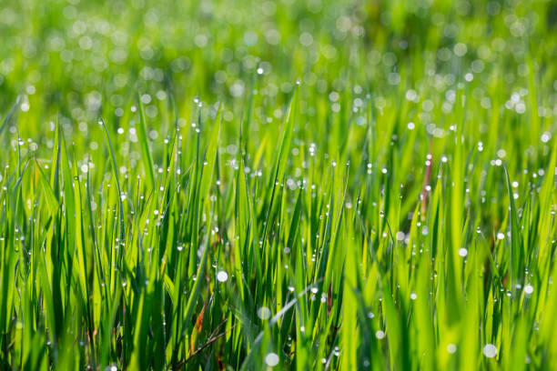 istock Grass in dew and morning sun glare 1605529514