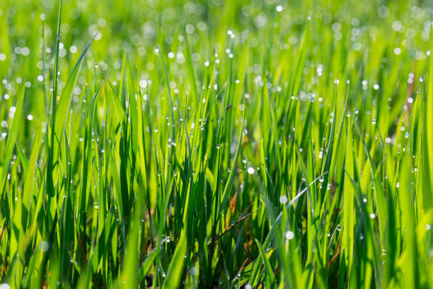 istock Grass in dew and morning sun glare 1605530799