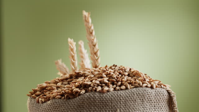 Malt grains close-up. Barley seeds in sack on green background, wheat texture. Brewery production concept. Agriculture and harvest time.
