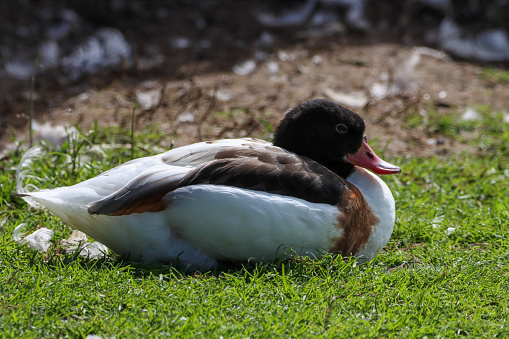 A beautiful animal portrait of a Shelduck enjoying the sunshine