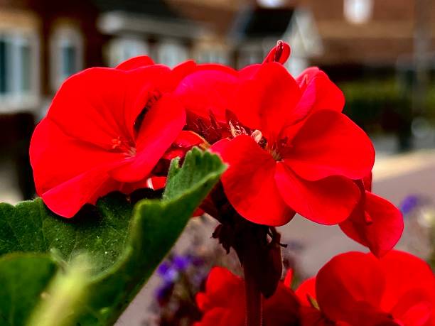 istock Close up of a Geranium flower 1605531177