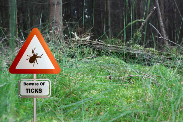 istock Tick insect warning sign . Lyme disease and tick-borne meningitis (meningoencephalitis) transmitter 1605531696