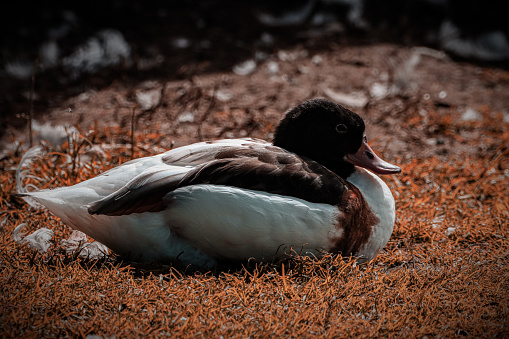 A beautiful animal portrait of a Shelduck enjoying the sunshine