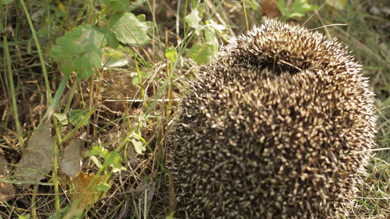 Cute small hedgehog (Scientific name: Erinaceus Europaeus) is sleeping in grass. Sleeping curled up in a ball hedgehog outdoors. Close-up.