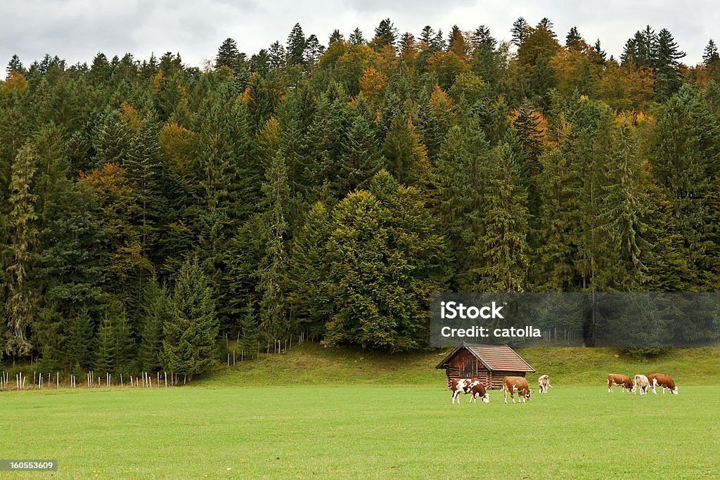 alpine vacas em pasture - Foto de stock de Agricultura royalty-free