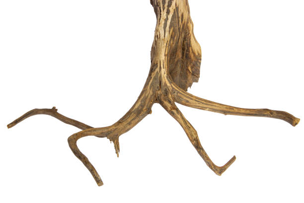 istock Unique tree root texture of driftwood isolated on white background, clipping path included 1605536279