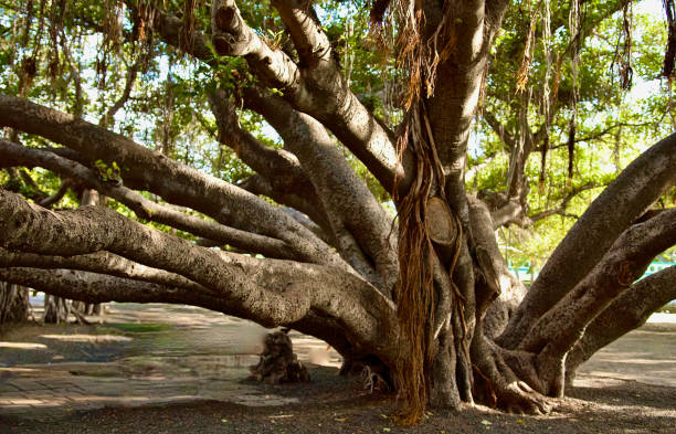 albero di banyan - lahaina foto e immagini stock