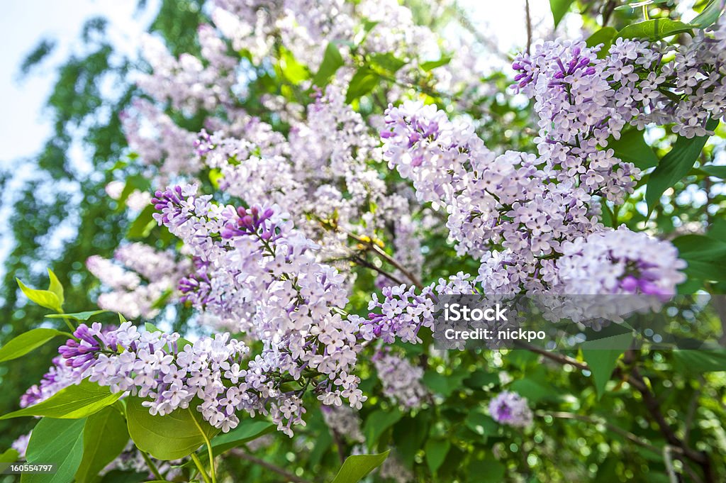 Блюминг светло-фиолетовый лиловый на красивый весенний день - Стоковые фото Абстрактный роялти-фри