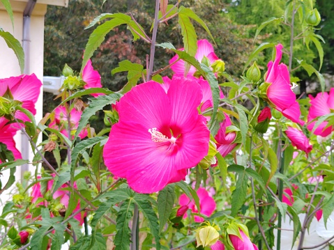 Hibiscus rosa-sinensis