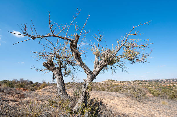 オリーブの木 - steppe old olive tree tree ストックフォトと画像