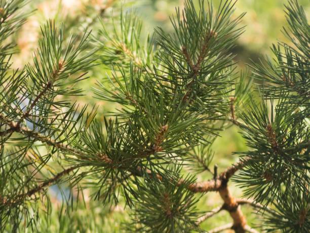 istock Close-up of a tall evergreen tree with lush pine needles under a natural light in forest 1605554624