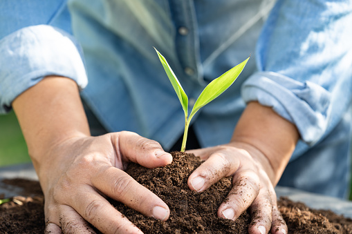 Gardener woman plant a tree with peat moss organic matter improve soil for agriculture organic plant growing, ecology concept.