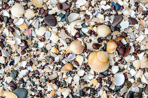 pebbles and shells on a beach stock photo
