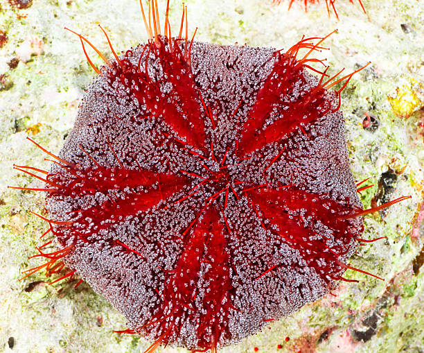Sea urchin Parson's hat sea urchin (Tripneustes gratilla) in the Red Sea, Egypt. tripneustes stock pictures, royalty-free photos & images