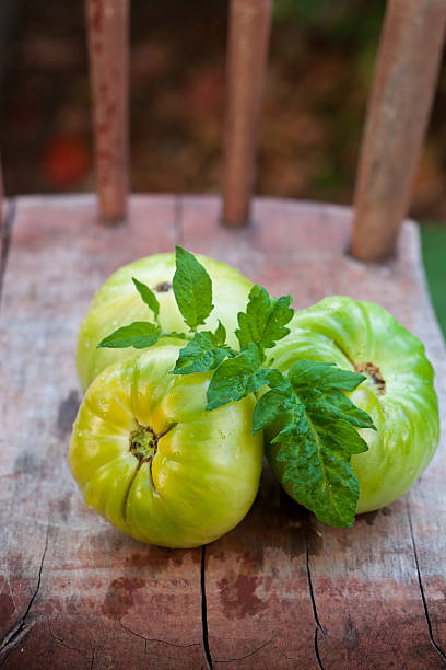Grüne Tomaten mit hölzernem Stuhl. – Foto