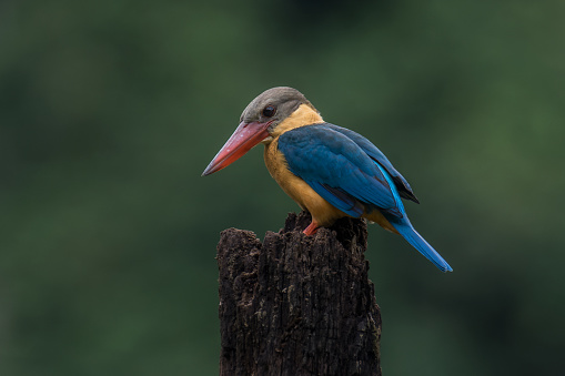 Stork-billed Kingfisher Pelargopsis capensis looking for prey from a tree stump against green background