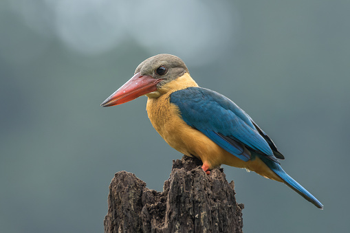 The colourful Stork-billed Kingfisher Pelargopsis capensis on a tree stump in hunting mode with bokeh background