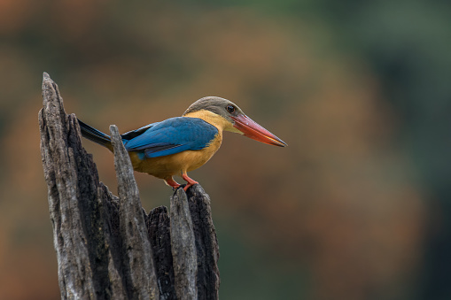 Profile view of the Stork-billed Kingfisher Pelargopsis capensis on a tree stump against orange background