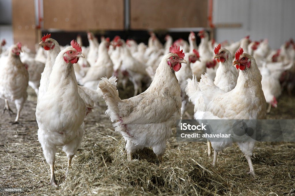 Las gallinas a pasos de alrededor de barn - Foto de stock de Gallina - Ave de corral libre de derechos