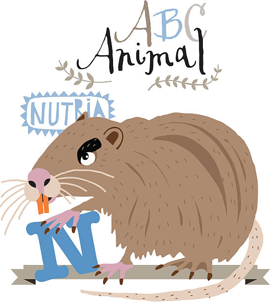 ABC nutria Vector illustration of ABC and nutria nutria rodent animal alphabet stock illustrations