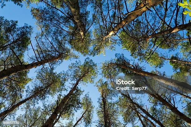 Тулья Высокие Деревья — стоковые фотографии и другие картинки Без людей - Без людей, Большой, Ветвь - часть растения