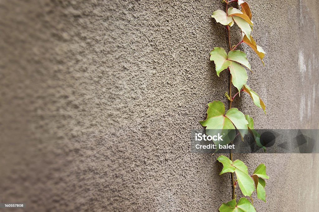 Ivy verdes - Foto de stock de Flora libre de derechos