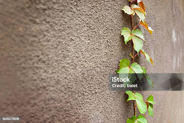 Photo libre de droit de Vert Lierre banque d'images et plus d'images libres de droit de Couleur verte - Couleur verte, Feuille, Flore