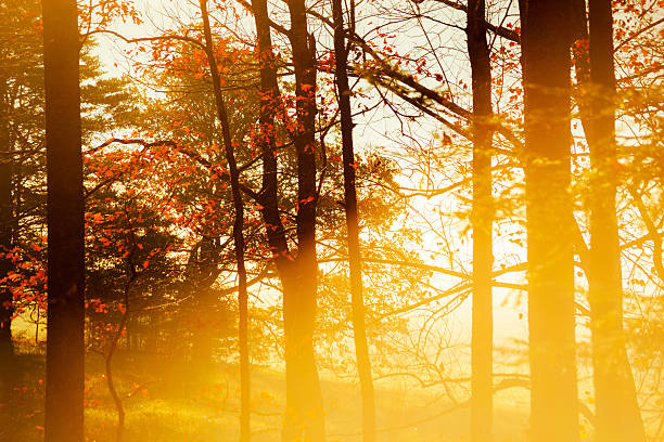 luz solar na floresta - great smoky mountains great smoky mountains national park tree group of objects - fotografias e filmes do acervo