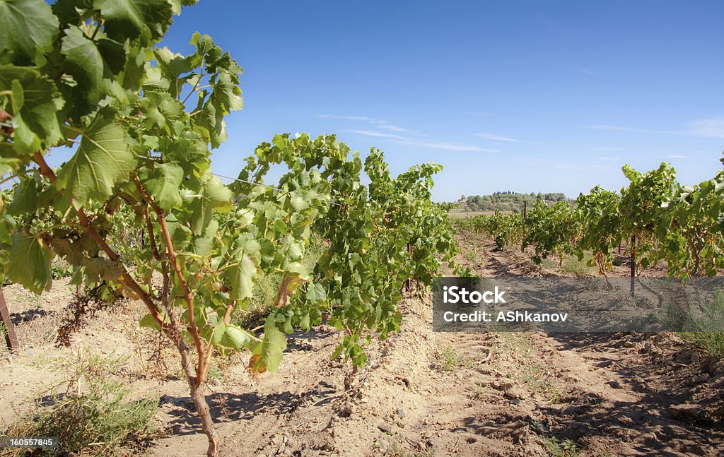 Vineyard - Foto de stock de Agricultura libre de derechos