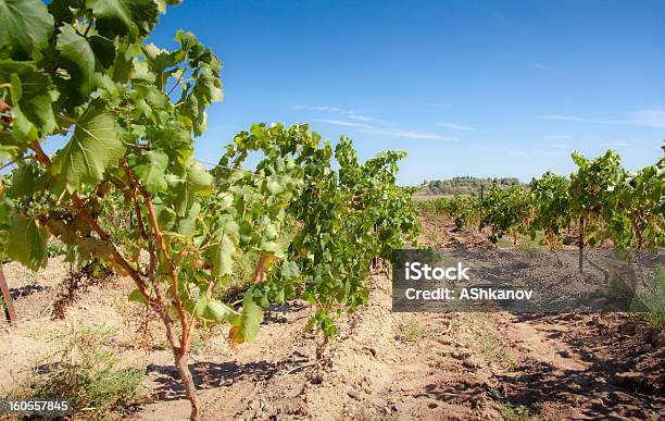 Vineyard Foto de stock y más banco de imágenes de Agricultura - Agricultura, Aire libre, Burdeos