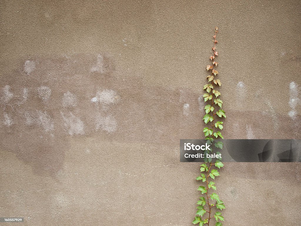Grün Efeu - Lizenzfrei Blatt - Pflanzenbestandteile Stock-Foto
