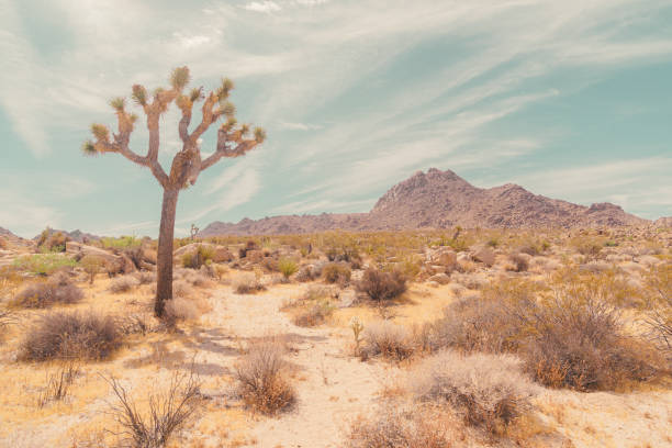 istock Joshua Tree Desert View Conservation Area in Landscape Format. High-Key Photography. 1605579453