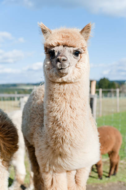 Fluffy young Alpaca Fluffy young Alpaca standing on the meadow brown llama on the field stock pictures, royalty-free photos & images