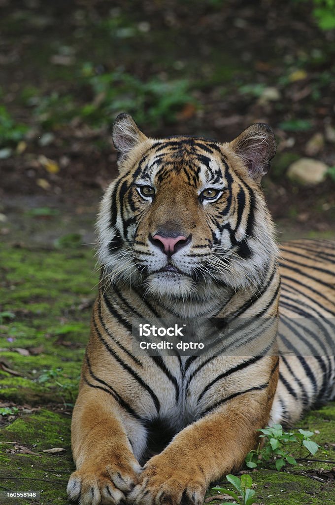 Tigre royal de Sumatra en danger - Photo de Animal mâle libre de droits