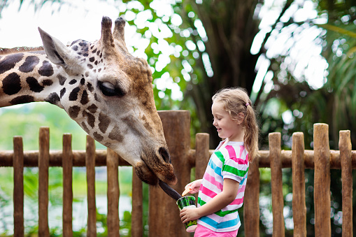 Family feeding giraffe in zoo. Children feed giraffes in tropical safari park during summer vacation in Singapore. Kids watch animals. Little girl giving fruit to wild animal.