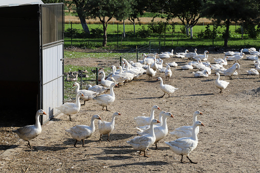 White geese walking around.