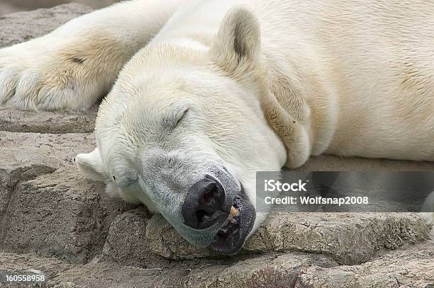 Polar Bear Schlafen Auf Rock Stockfoto und mehr Bilder von Eisbär - Eisbär, Schlafen, Arktis