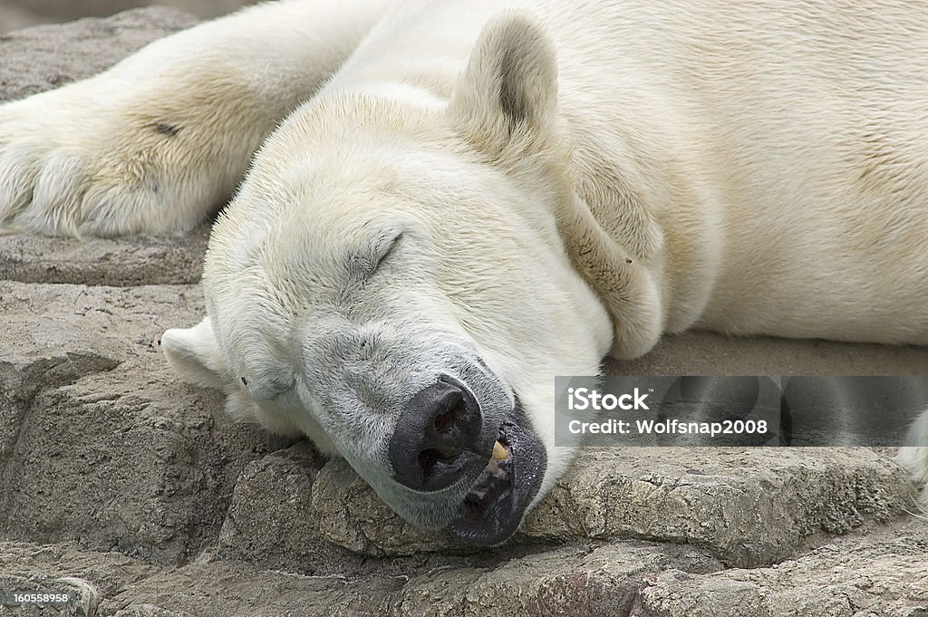 Orso polare a dormire su roccia - Foto stock royalty-free di Dormire