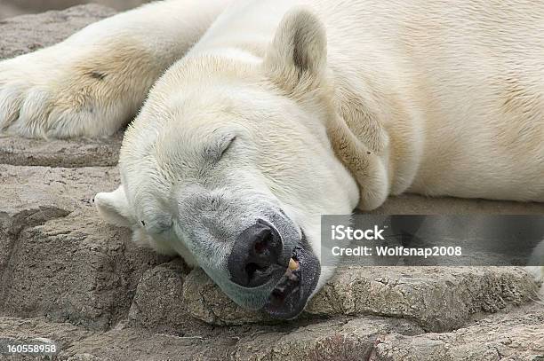 Orso Polare A Dormire Su Roccia - Fotografie stock e altre immagini di Dormire - Dormire, Orso polare, Animale