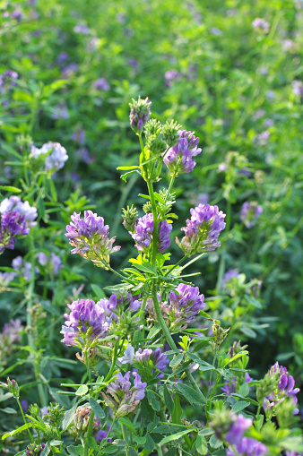 The field is blooming alfalfa, which is a valuable animal feed