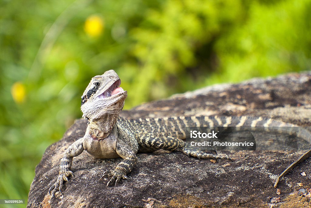 Lizard - Lizenzfrei Alter Erwachsener Stock-Foto