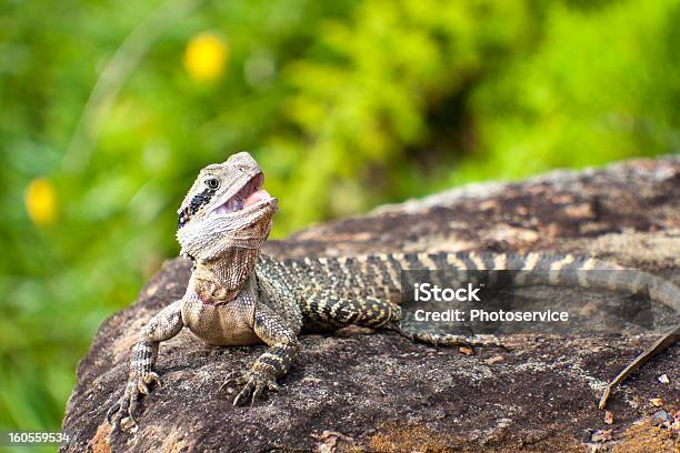 Lizard Stockfoto und mehr Bilder von Alter Erwachsener - Alter Erwachsener, Australien, Braun